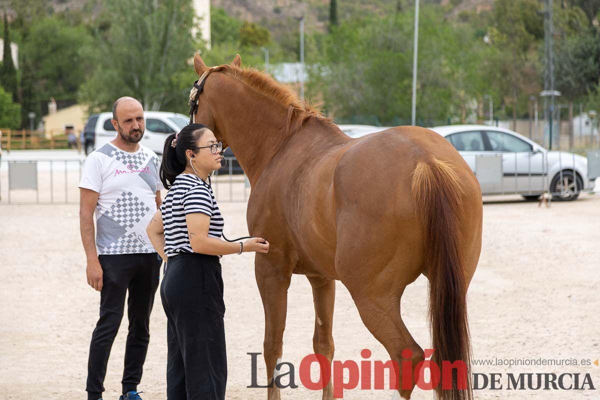 Control veterinario de los Caballos del Vino en Caravaca