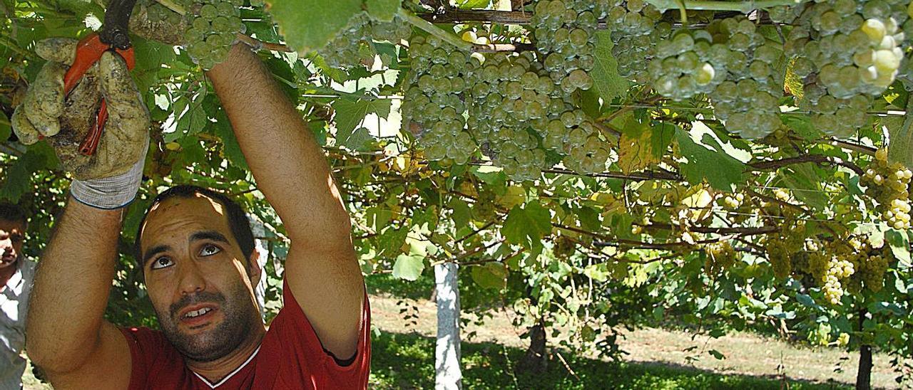 Un viticultor bajo una de las parras de uva albariña en la comarca de O Salnés.  | // IÑAKI ABELLA