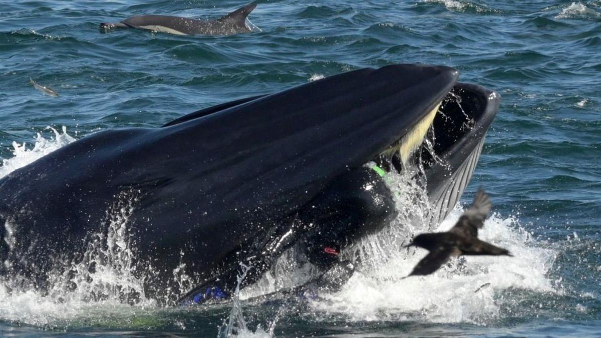 Hecho insólito: una ballena engulle a un submarinista y sale ileso