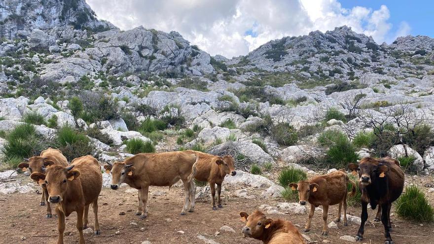 El Consell fomentará la ganadería extensiva en la Serra de Tramuntana para la gestión del paisaje