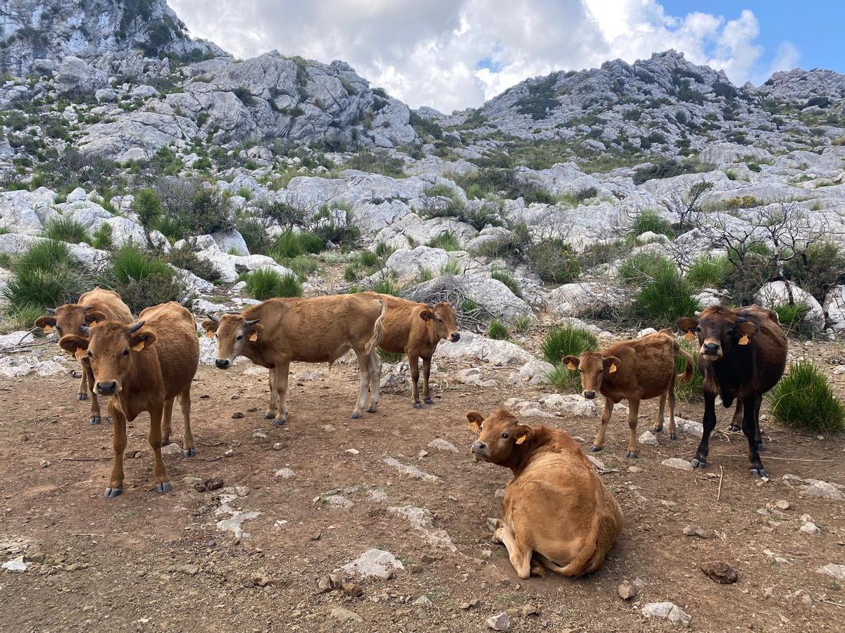 Vacas de raza mallorquina en la Serra de Tramuntana.