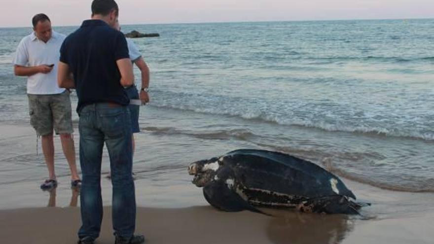 Un programa medioambiental permitió rescatar dos tortugas bobas el pasado año