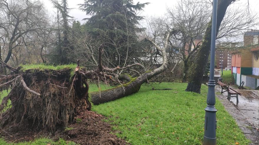 El temporal deja un reguero de incidencias en la comarca de Avilés por los fuertes vientos