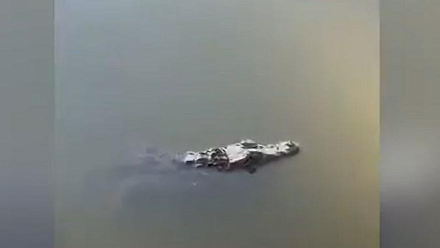 Un caimán se cuela en una finca de Toledo y muerde a uno de sus captores