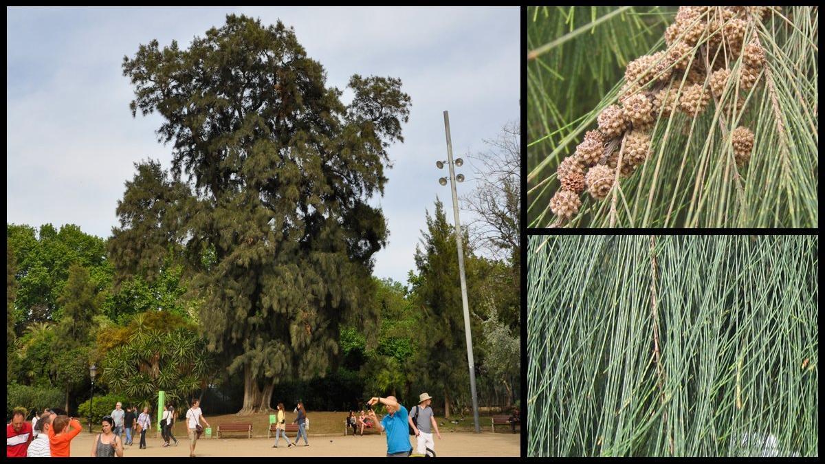 casuarina ciutadella barcelona