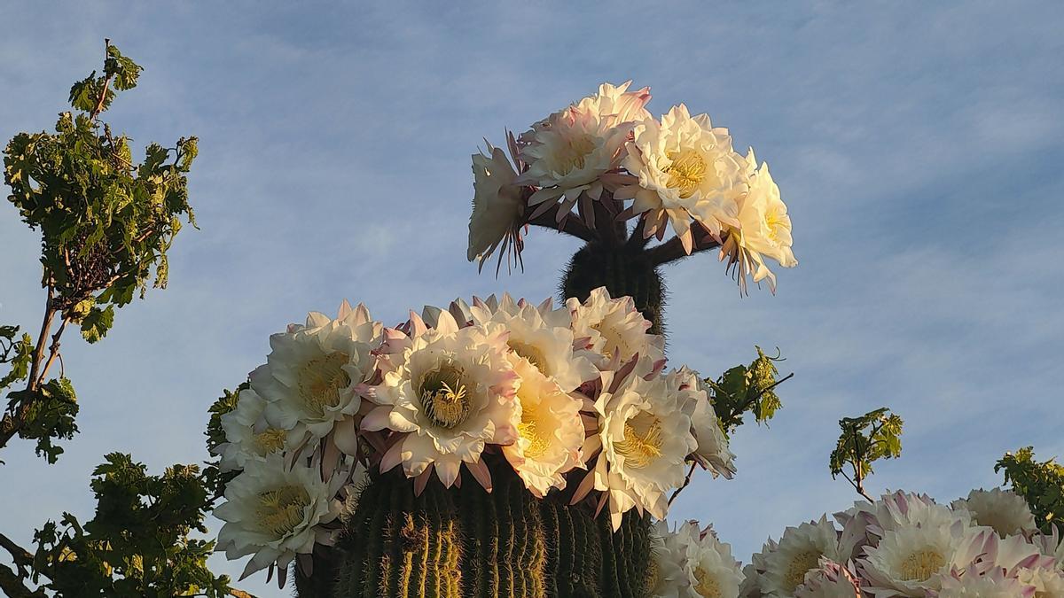 Cactus molt florit, a Cardona.