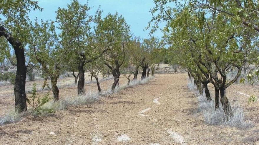 UAGA cree que la estimación de cosecha de almendra perjudica a productores