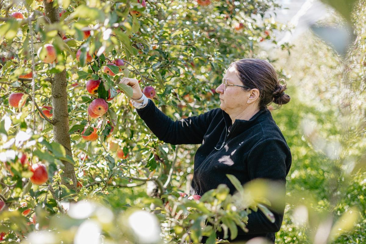 Una productora recull pomes ecològiques