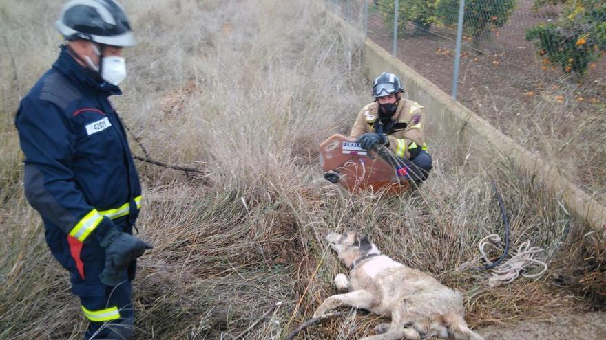 Rescatan a un perro atrapado en un pozo en Librilla