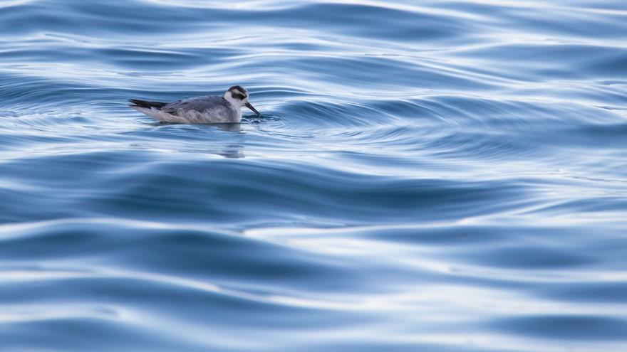 El falaropo observado en esCalò d’en Serral, creandoremolinos en el agua paralograr su alimento.