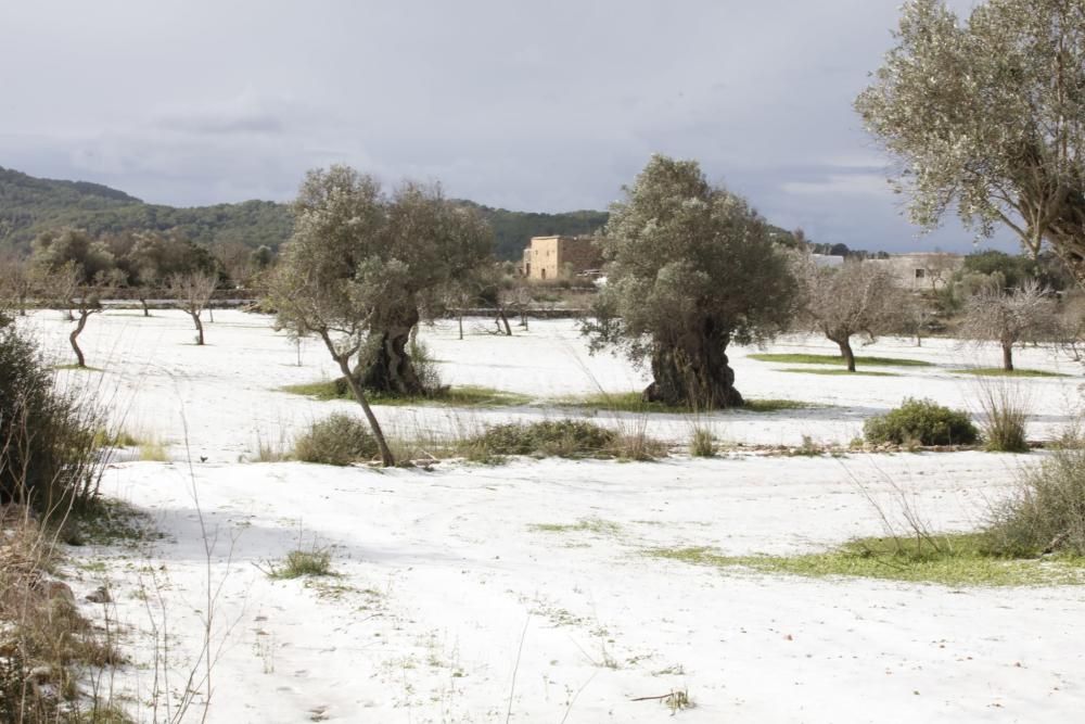 El Pla de Corona en Ibiza amanece con una capa blanca de granizo