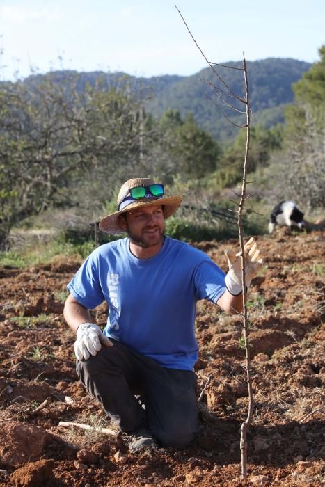 Cas Secorrat emprende un programa piloto para obtener rentabilidad de la almendra con la plantación de 550 árboles