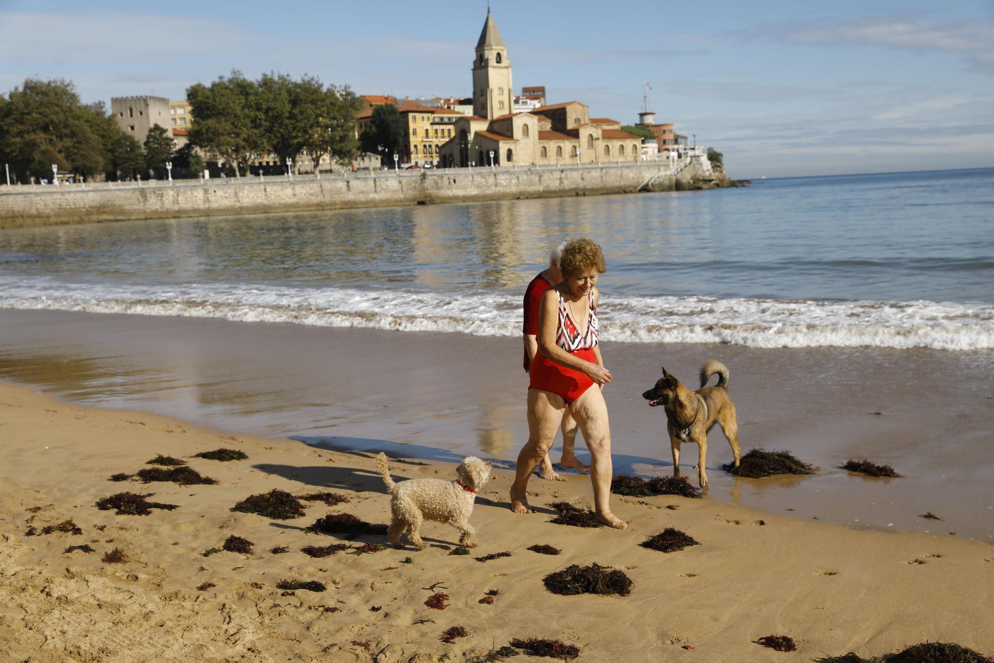 Los perros vuelven a las playas gijonesas