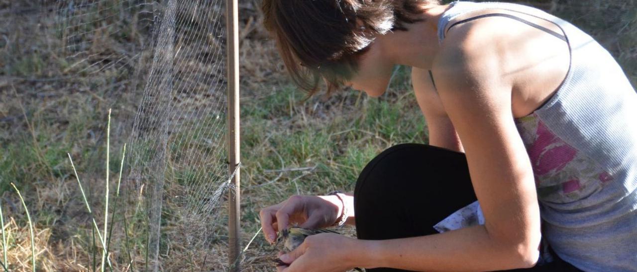 Actividad de anillamiento de aves organizada en la Casa del Parque de las Lagunas de Villafáfila. | Cedida