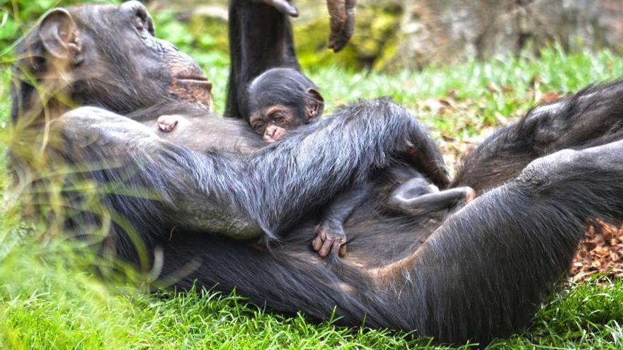 Muere con 10 días la cría de chimpancé nacida en Bioparc