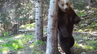 La población de osos de los Pirineos bate récord por noveno año consecutivo