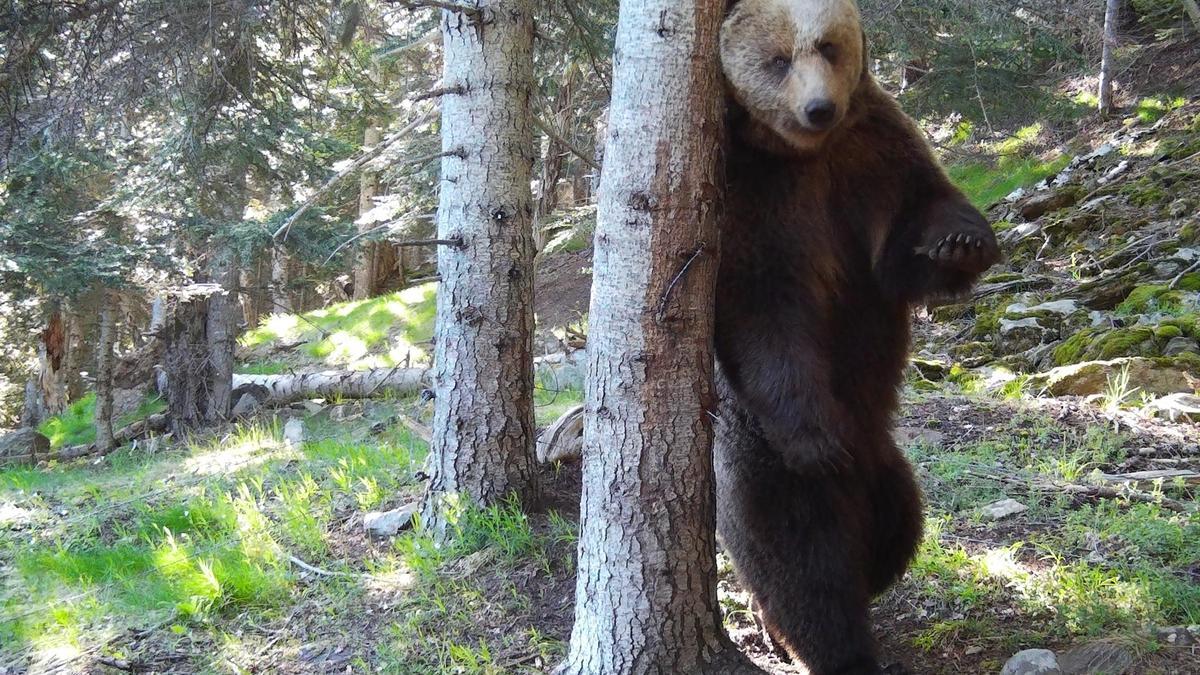 Un ejemplar de oso captado por las cámaras de seguimiento, en los Pirineos.