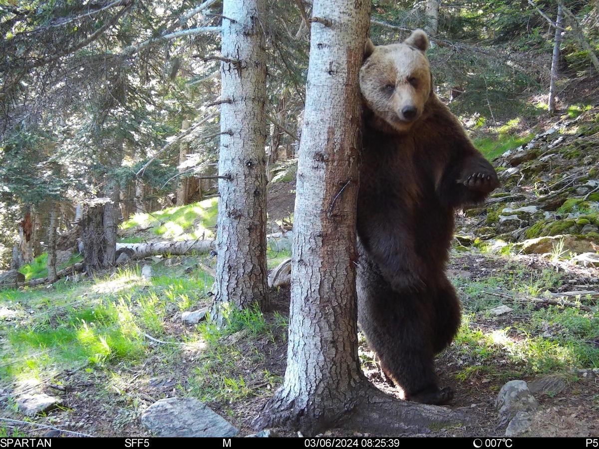 Un ejemplar de oso captado por las cámaras de seguimiento, en los Pirineos.