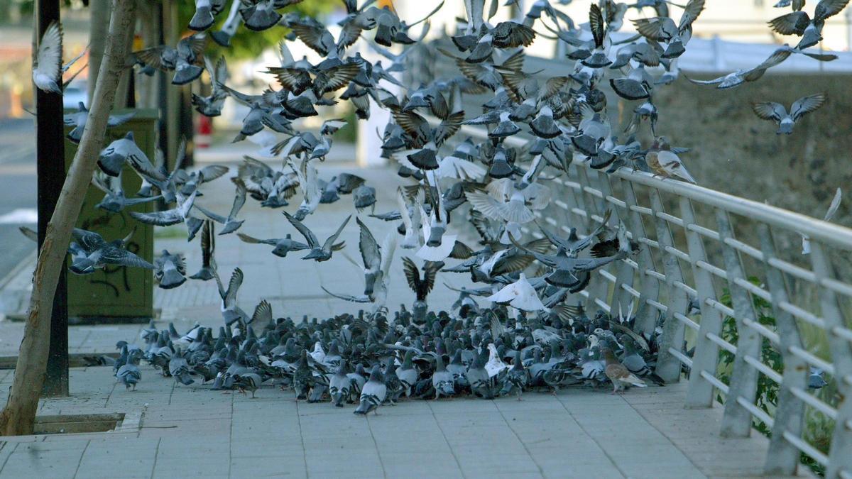 Palomas en Santa Cruz de Tenerife.