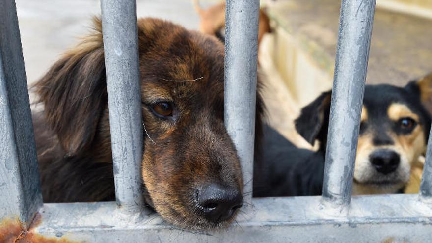 El Albergue de Bañaderos permite adoptar mascotas con cita previa en su web