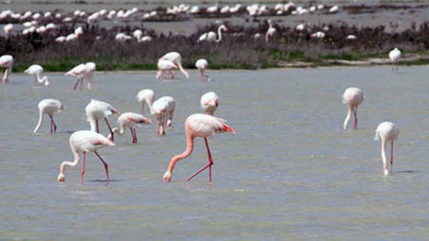 Flamencos en la laguna de Fuente de Piedra.