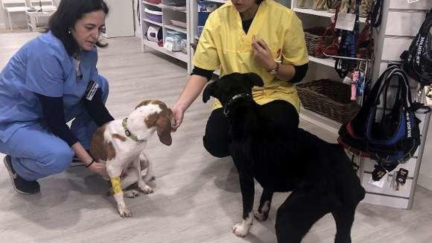 &quot;Tyson&quot; y &quot;Princesa&quot;, con las veterinarias de la clínica Airedale.