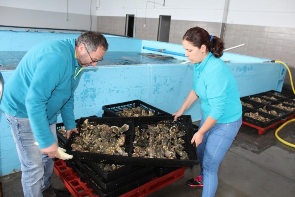 Castropol prepara sus ostras para el festival