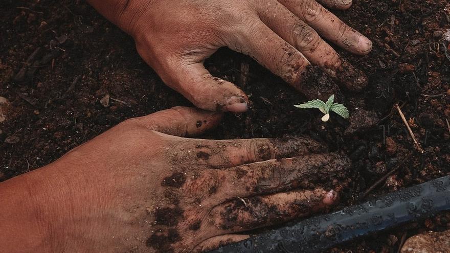 ¿España se desertifica o gana bosques?