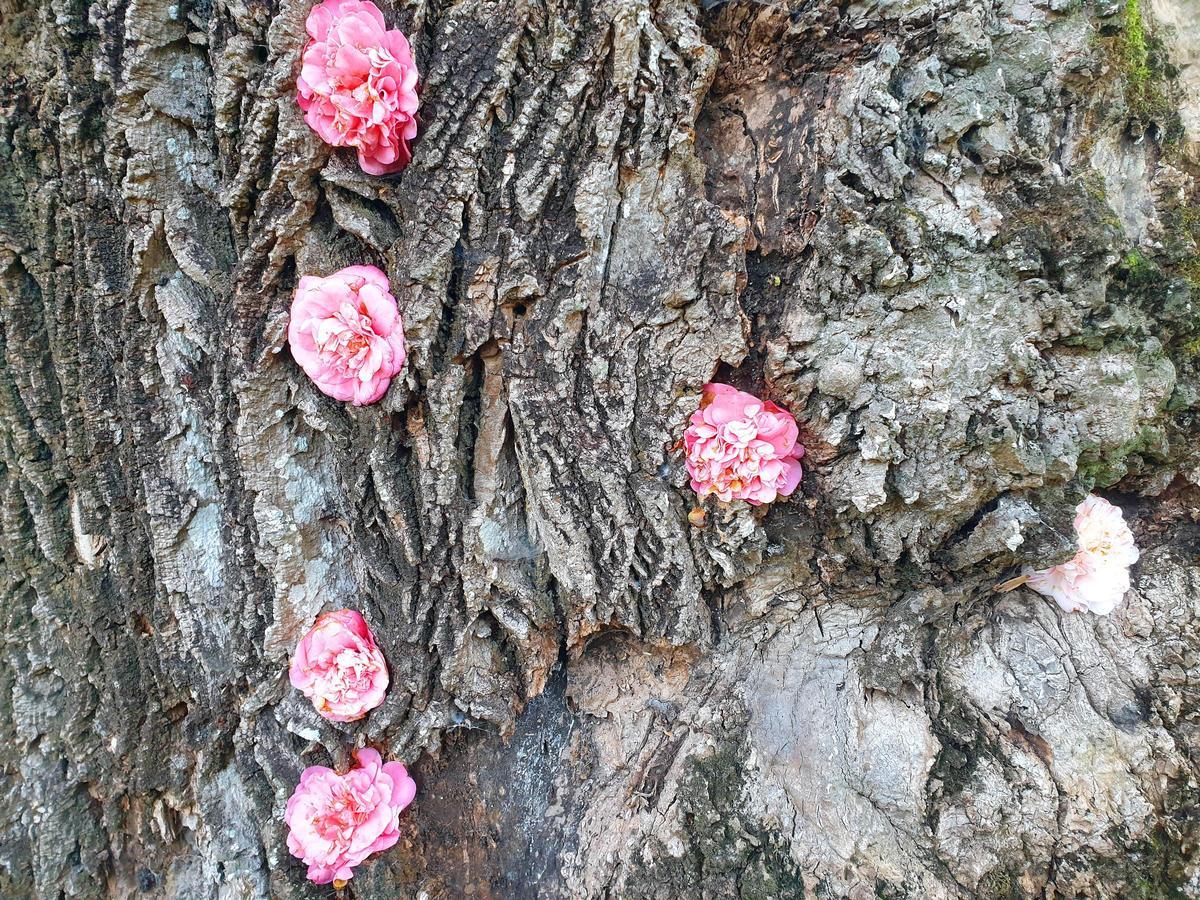 El mayor espectáculo del invierno florece en Castrelos