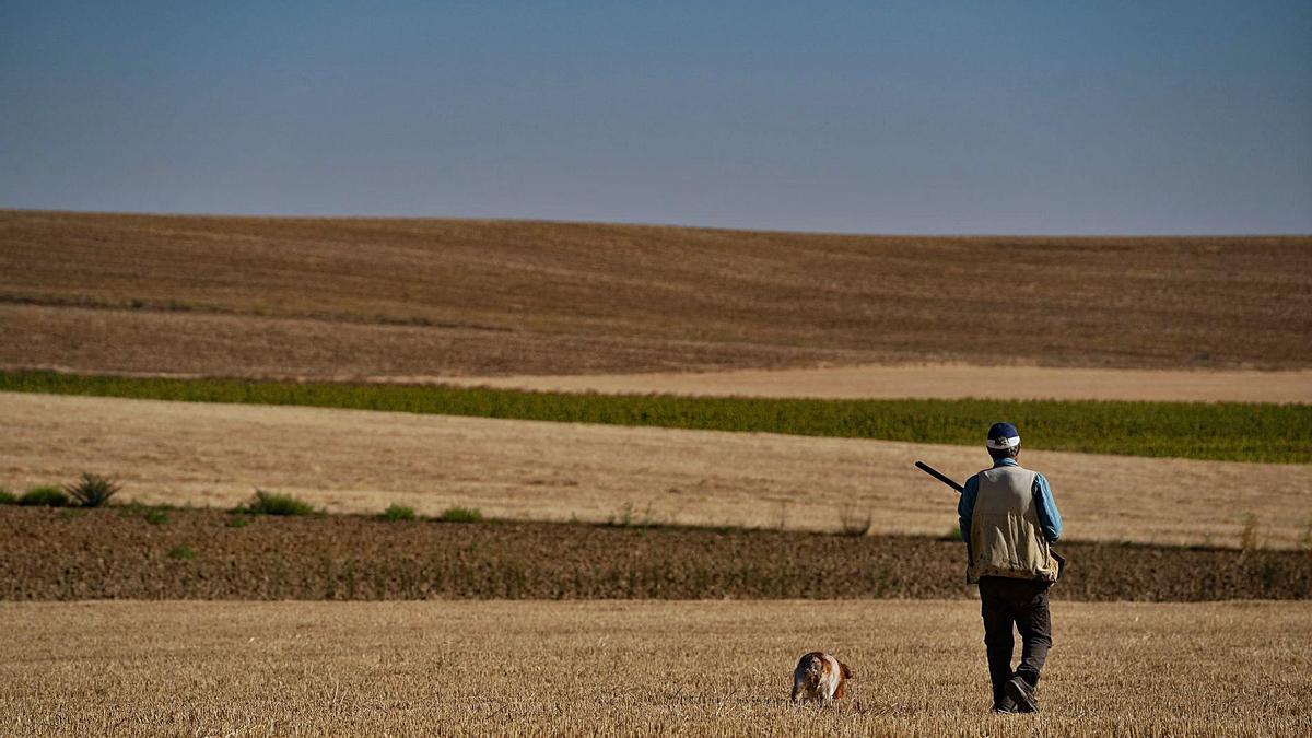 Un cazador de la provincia de Zamora recorre con su perra las tierras segadas en busca de codornices. | José Luis Fernández