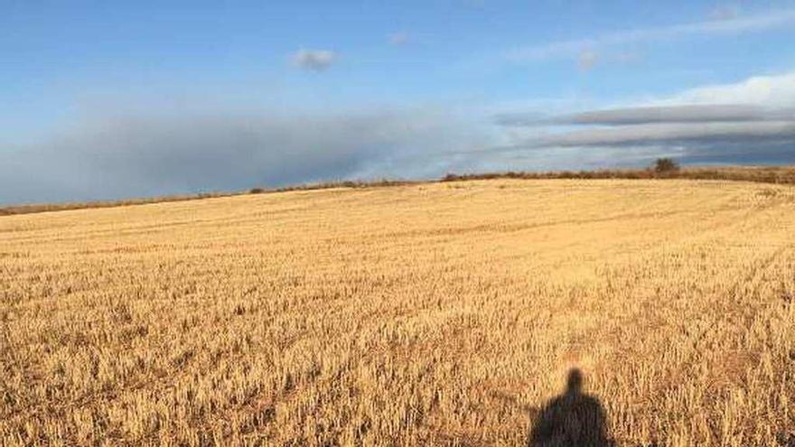 Un cazador patrulla ayer el campo acompañado de su perro.