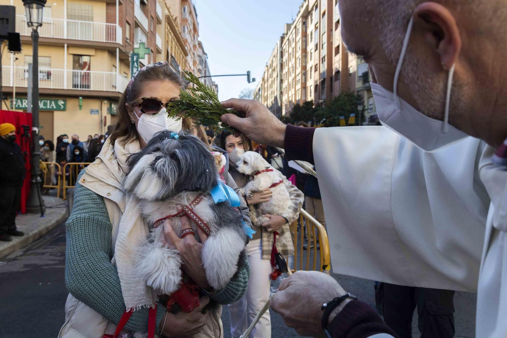 Búscate en la bendición de animales de Sant Antoni