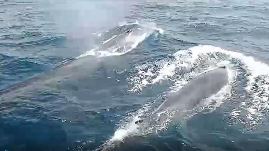 Ballenas en Tabarca: así fueron grabados dos ejemplares el pasado domingo