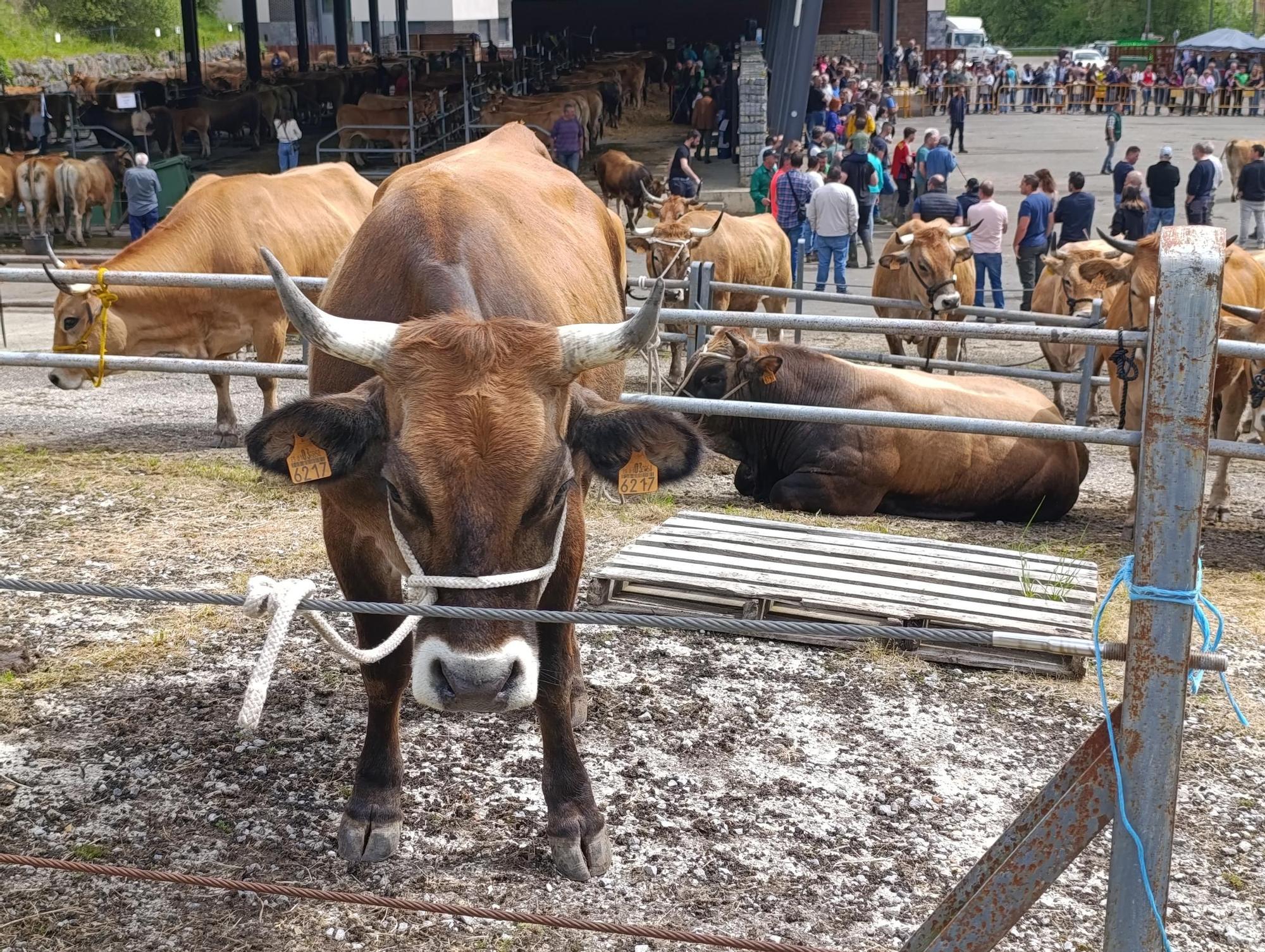 El XXXI Certamen-Exposición de Asturiana de los Valles de Teverga, en imágenes