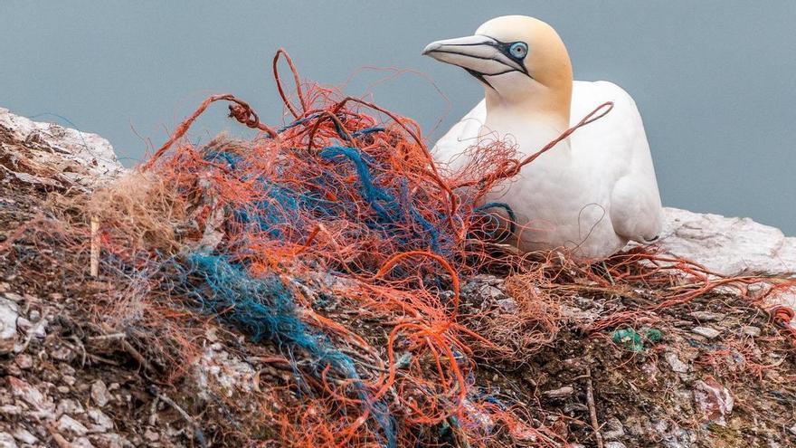 Francia, Portugal y España se unen para estudiar el impacto del plástico en las aves marinas