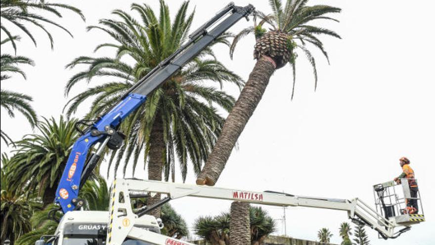 Una palmera es izada durante los trabajos realizados ayer.