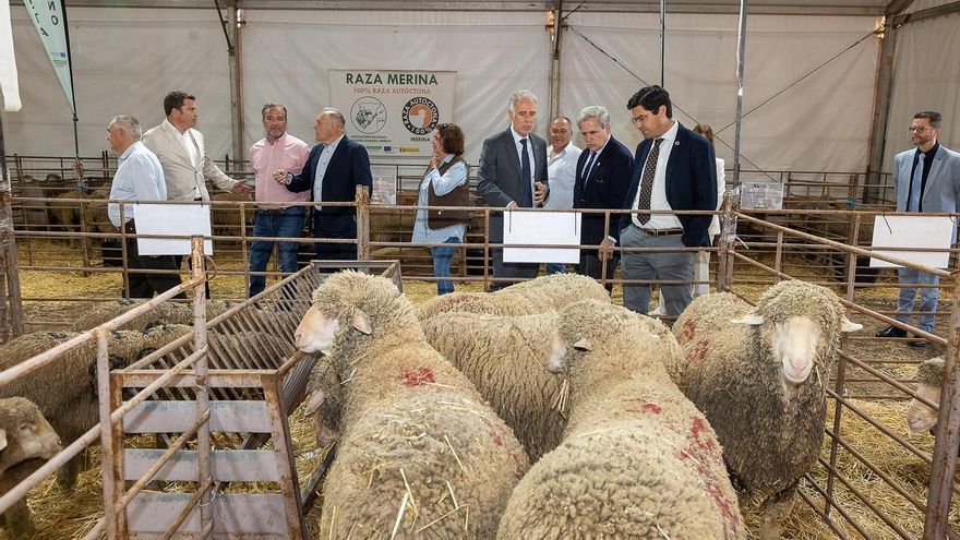 &quot;Éxito histórico&quot; de la subasta merina de la Feria Ganadera de Herrera del Duque