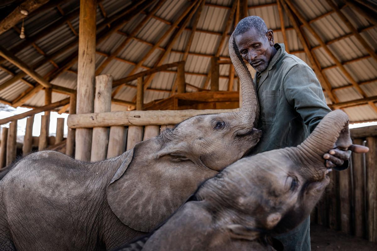 Kiapi Lakupanai, guardián de elefantes, juega con dos ejemplares jóvenes en el santuario de elefantes Reteti, en la Reserva Nacional de Samburu, Kenia, el 12 de octubre del 2022.