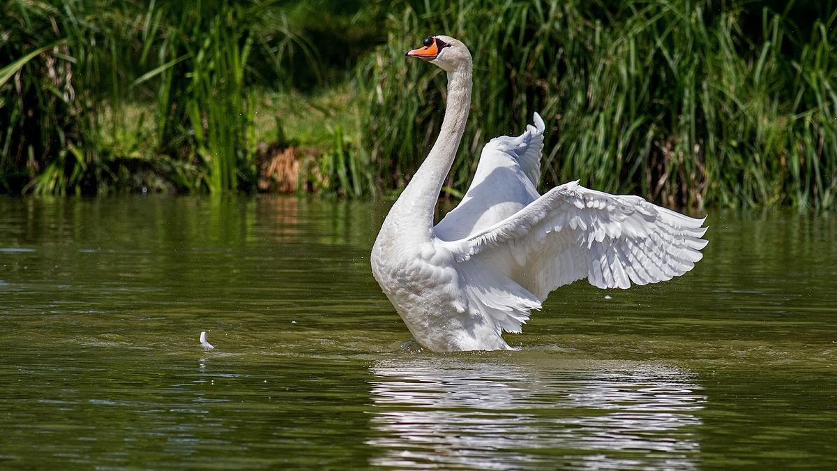 Dos cisnes han muerto por el virus