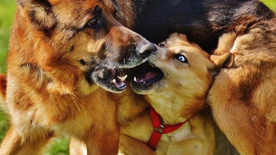 Separar a dos perros en plena pelea