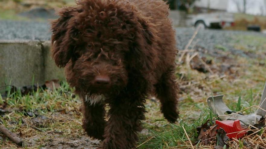 El Perro de Aguas es una de las razas de perro de moda entre los españoles