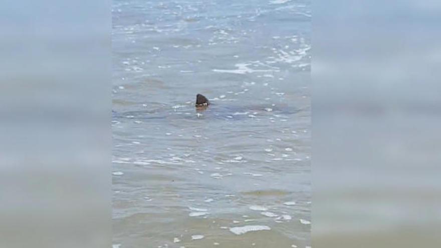 Avistan un tiburón en la playa de Las Arenas de València