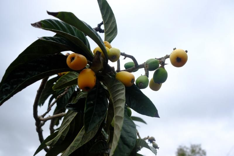 El agua caída con filomena beneficia al campo aruquense