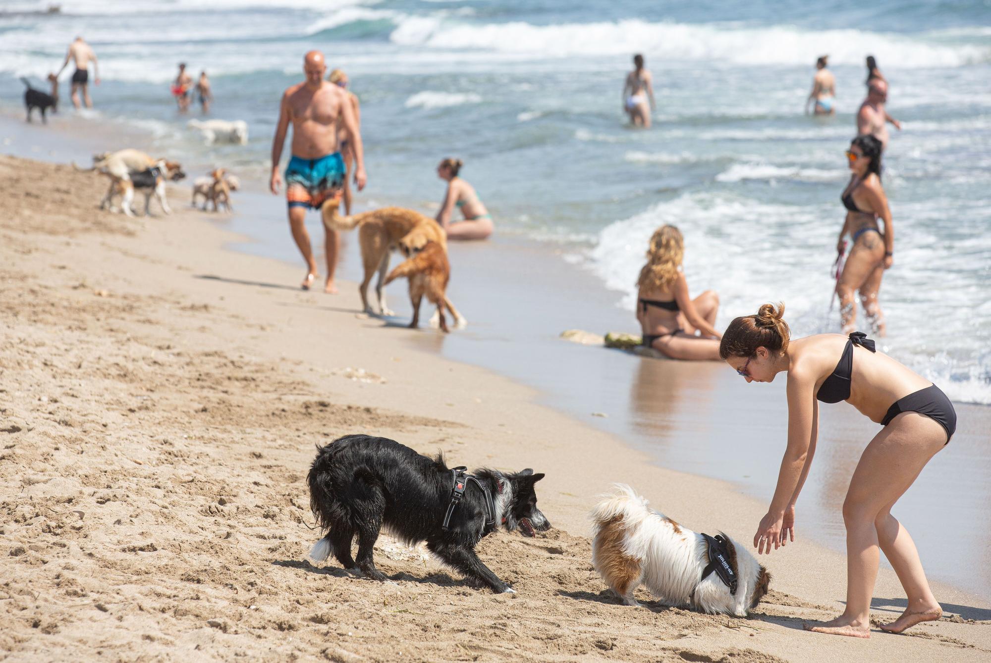Aguamarga, una playa de perros