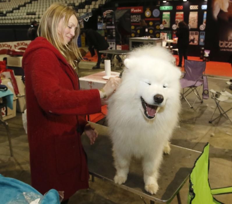 La Exposición Canina de Vigo cierra una nueva edición con grandes resultados.