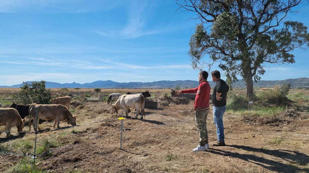El Ayuntamiento apunta que la introducción de las vacas en el Prat ha sido positiva al ayudar a recuperar la ganadería extensiva en la zona.