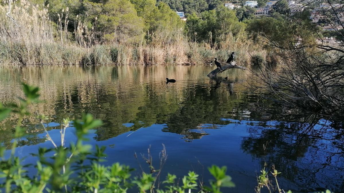 Feuchtgebiet mitten im Urlaubsort: der Estany de Canyamel