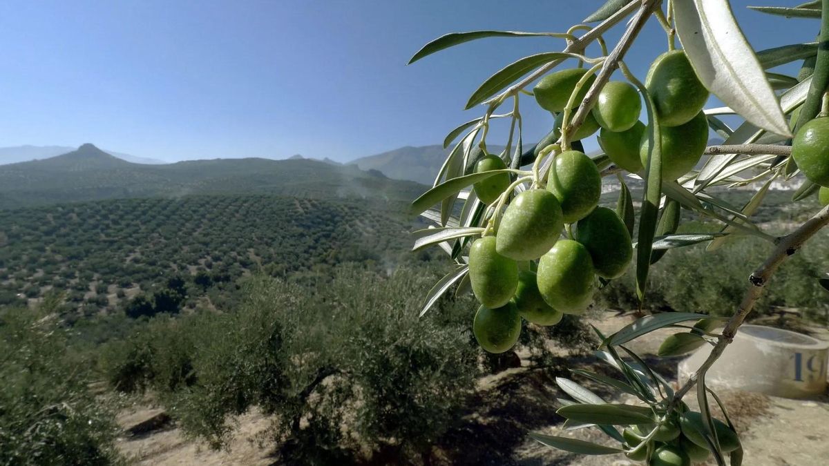 Vista de un olivar de Jaén.