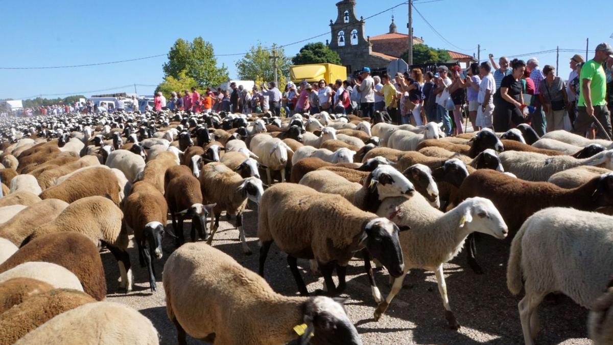 Las ovejas trashumantes atraviesan San Vitero de camino al recinto ferial. | Ch. S.