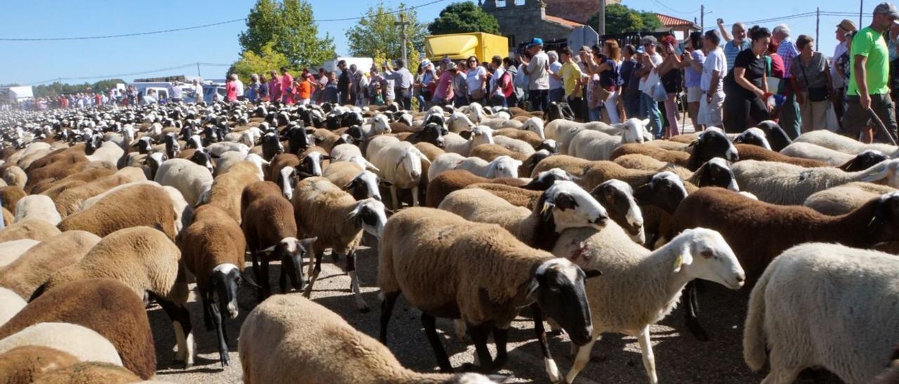 Las ovejas trashumantes atraviesan San Vitero de camino al recinto ferial. | Ch. S.